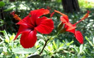 Цветы с красными листьями: фото и названия