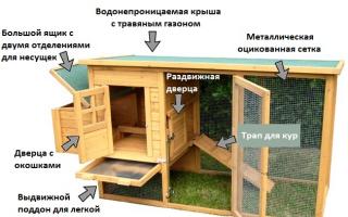 Домашнее животноводство: как построить курятник на десять кур своими руками